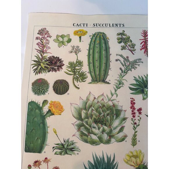 Vintage Cacti & Succulents Botanical Print Wall Art - 21"x16" - Retro Illustrati - Picture 6 of 7